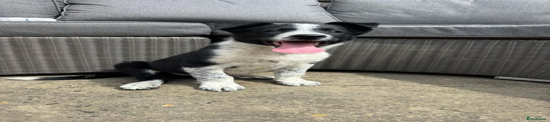 Border Collie Puppy 1