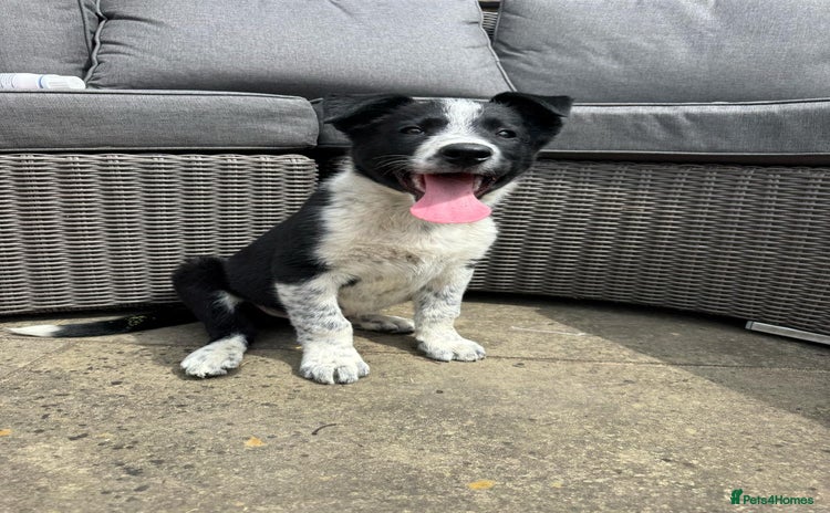 Border Collie dogs - Advert 15