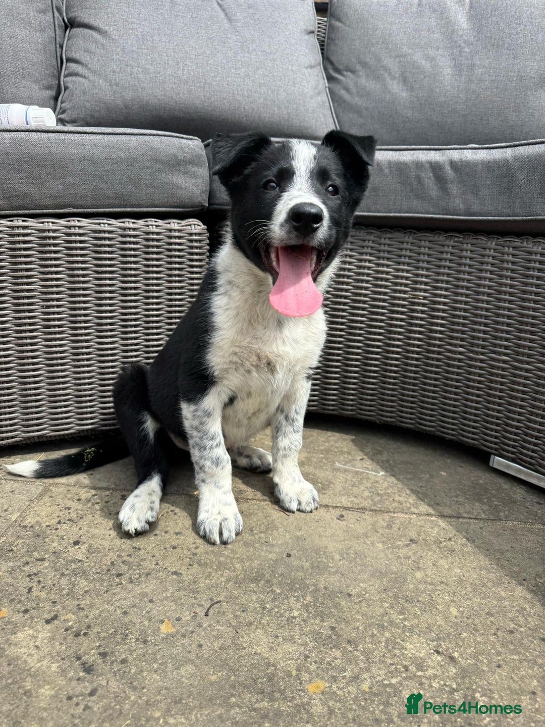 Border Collie dogs for sale: Stunning Border Collie pups looking for 5⭐️ homes. - Image 1