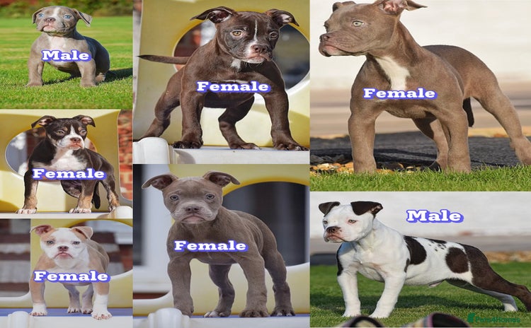 Old Tyme Bulldog dogs - Advert 3