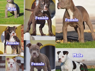 Old Tyme Bulldog dogs - Advert 1