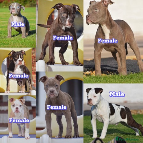 Old Tyme Bulldog dogs - Advert 3