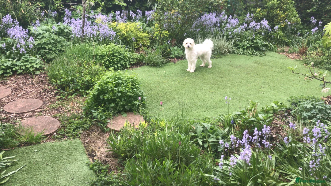 Mixed Breed dogs for sale: Zeus Exceptional Maltese x Whippet   - Advert 11