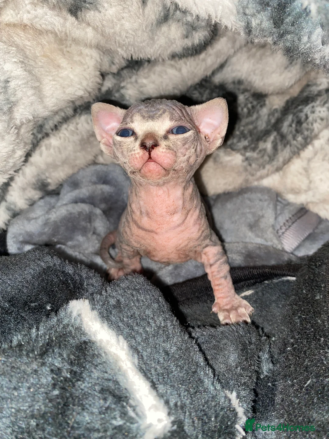 Sphynx cats for sale: Spinx - Advert 2