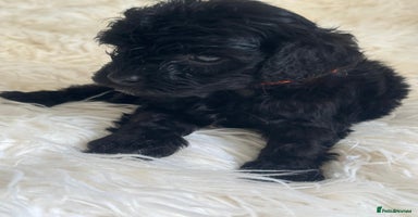 Cavapoo dogs - Advert 15