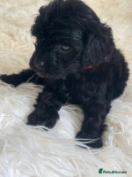 Cavapoo dogs - Advert 15