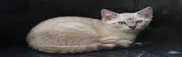 Mixed Breed cats for sale: Ragdoll X Bengal Kittens for sale - Advert 3