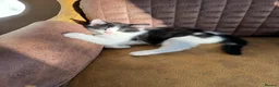 Mixed Breed cats for sale: Kittens available for adoption - Advert 7