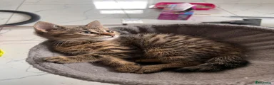 Domestic Shorthair Kitten 1