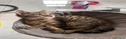 Domestic Shorthair cats for sale: Beautiful 3 Month Old Brown Tabby Kittens - Advert 2