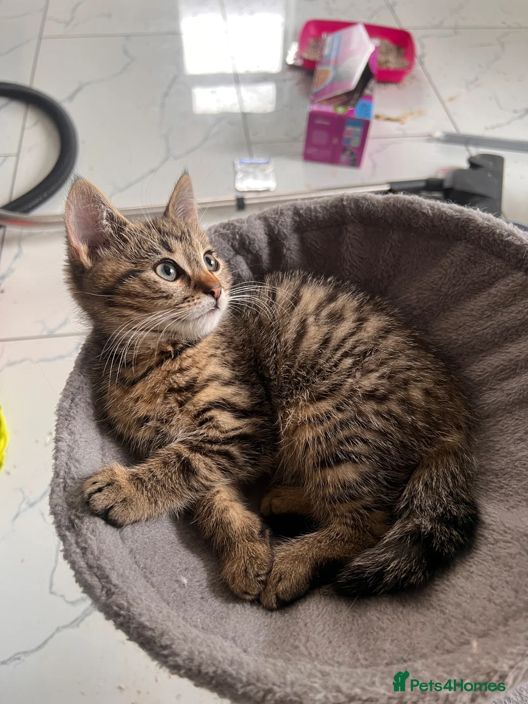 Domestic Shorthair cats for sale: Beautiful 3 Month Old Brown Tabby Kittens - Advert 2