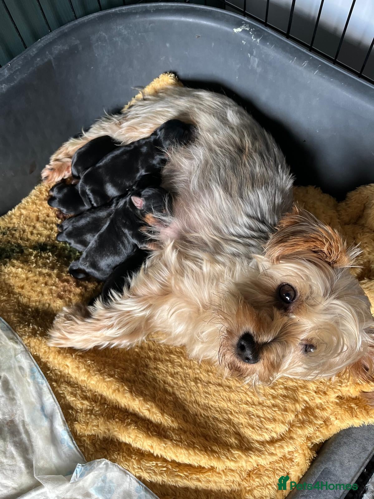 Yorkshire Terrier dogs Yorkie pups - Advert 1