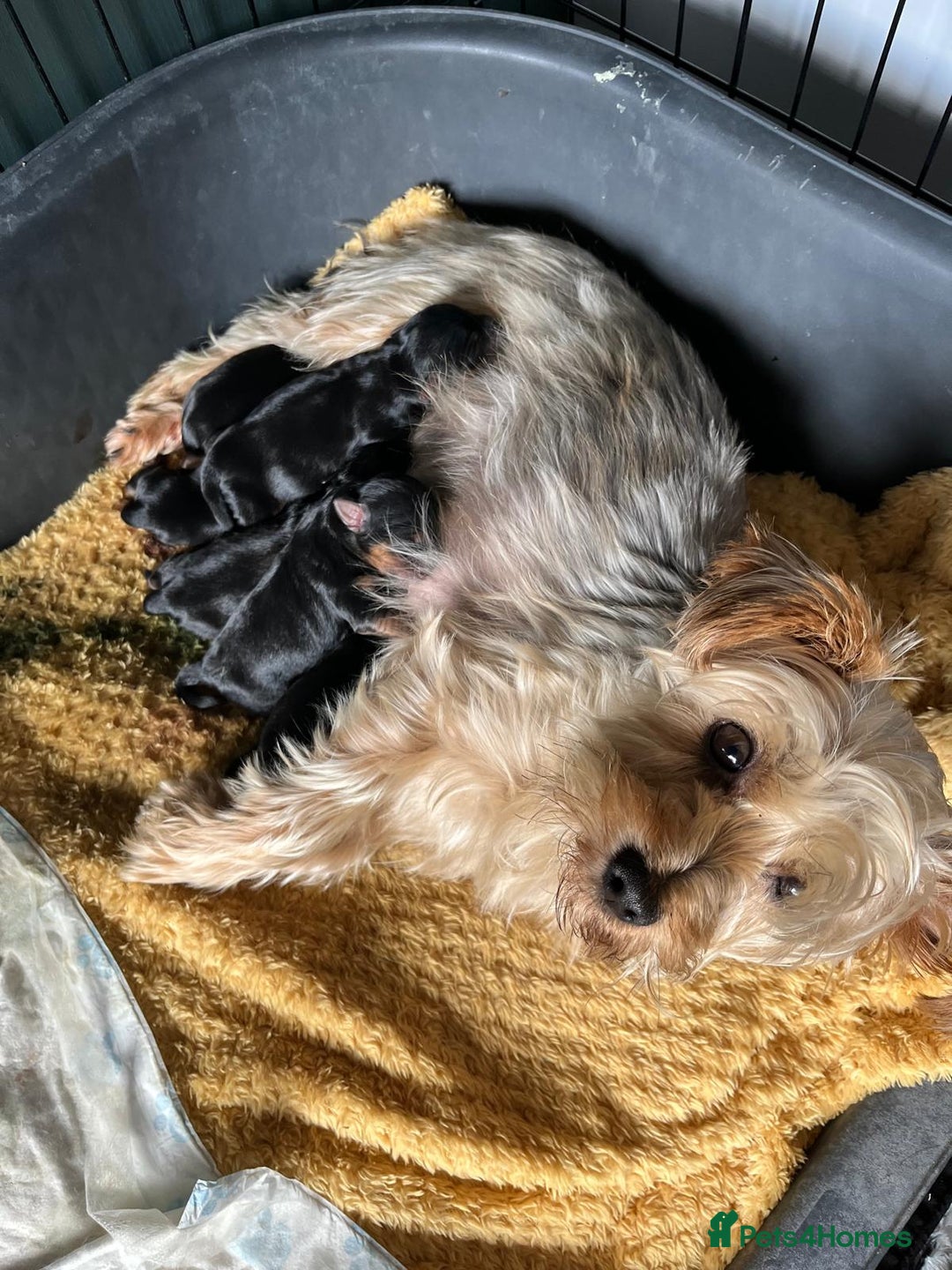 Yorkshire Terrier dogs for sale: Yorkie pups - Advert 1