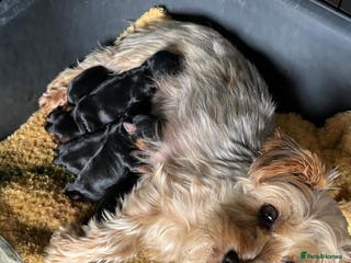 Yorkshire Terrier dogs Yorkie pups - Advert 2