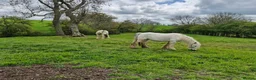 Miniature horses for sale: Rising 6 year old mini cob  in Stockton-on-Tees - Advert 2