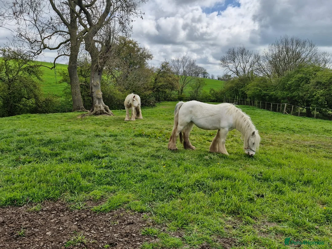 Miniature horses for sale: Rising 6 year old mini cob  in Stockton-on-Tees - Advert 2