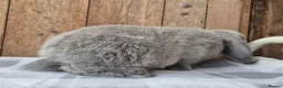 Mini Lop rabbits for sale: Mini lop babys ready now  - Advert 4