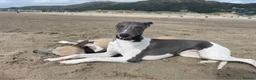 Whippet dogs for sale: Exceptional bred whippets for sale  in Stafford - Advert 7