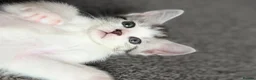 Maine Coon cats for sale: 3/4 Maine Coon Kittens in Gaerwen - Advert 3