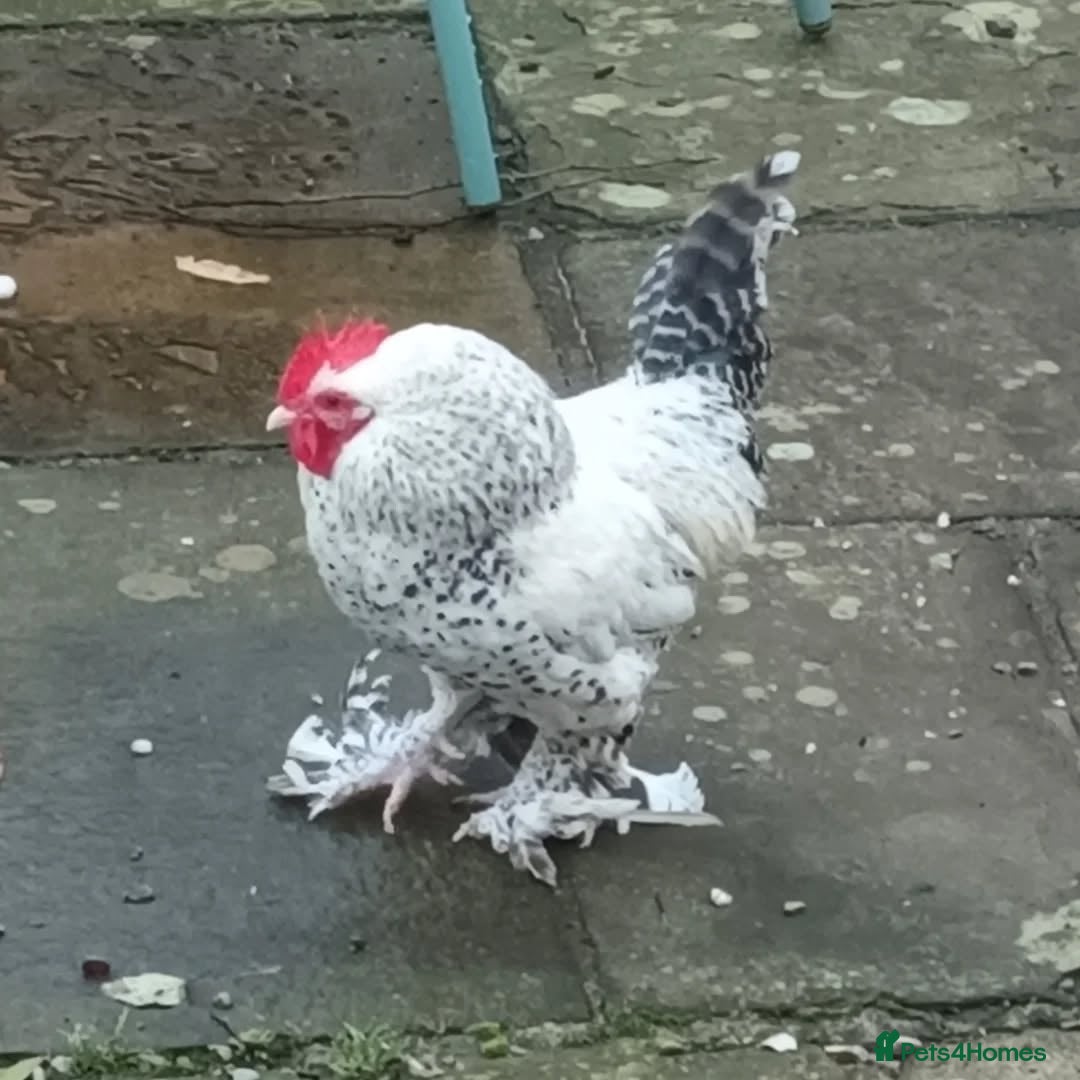 Chickens poultry Beautiful pet cockerels - Advert 2