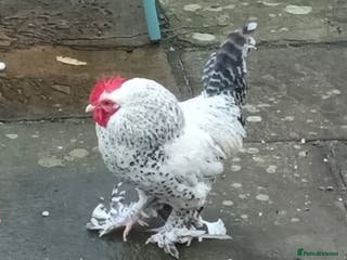 Chickens poultry Beautiful pet cockerels - Advert 6