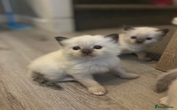 Ragdoll cats for sale: Ragdoll kittens can hold for Christmas 🎅🏼  - Image 4