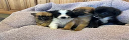 Pomchi dogs for sale: Pomchi in Hull - Advert 17