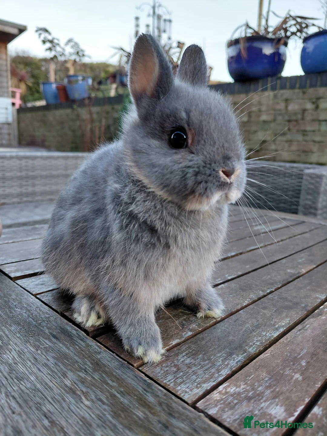 Mini Lop rabbits for sale: Mini Lop babies.  - Advert 5