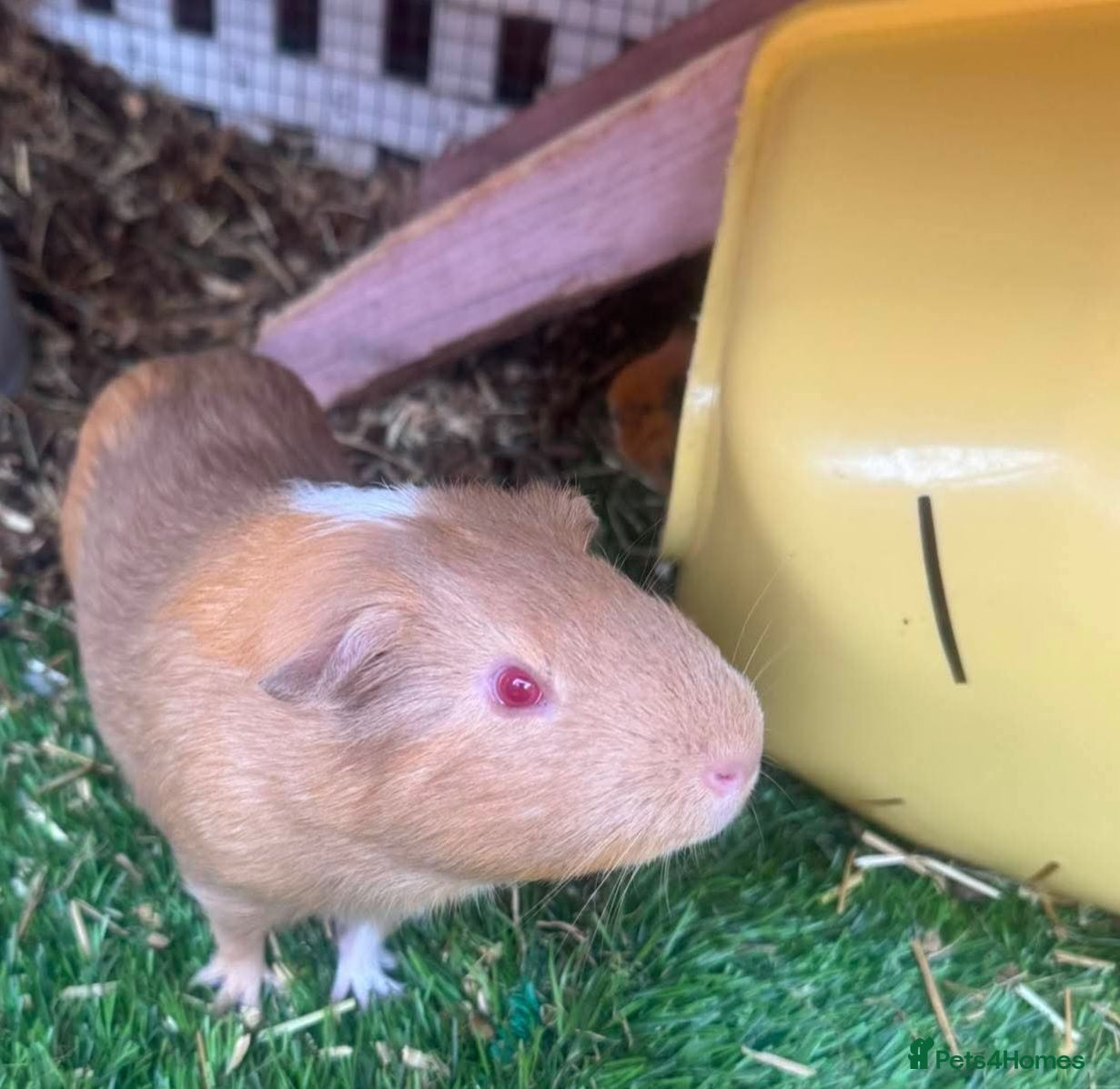 Guinea Pig rodents Male guenia pig  - Advert 18