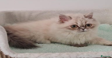 Persian cats - Advert 11