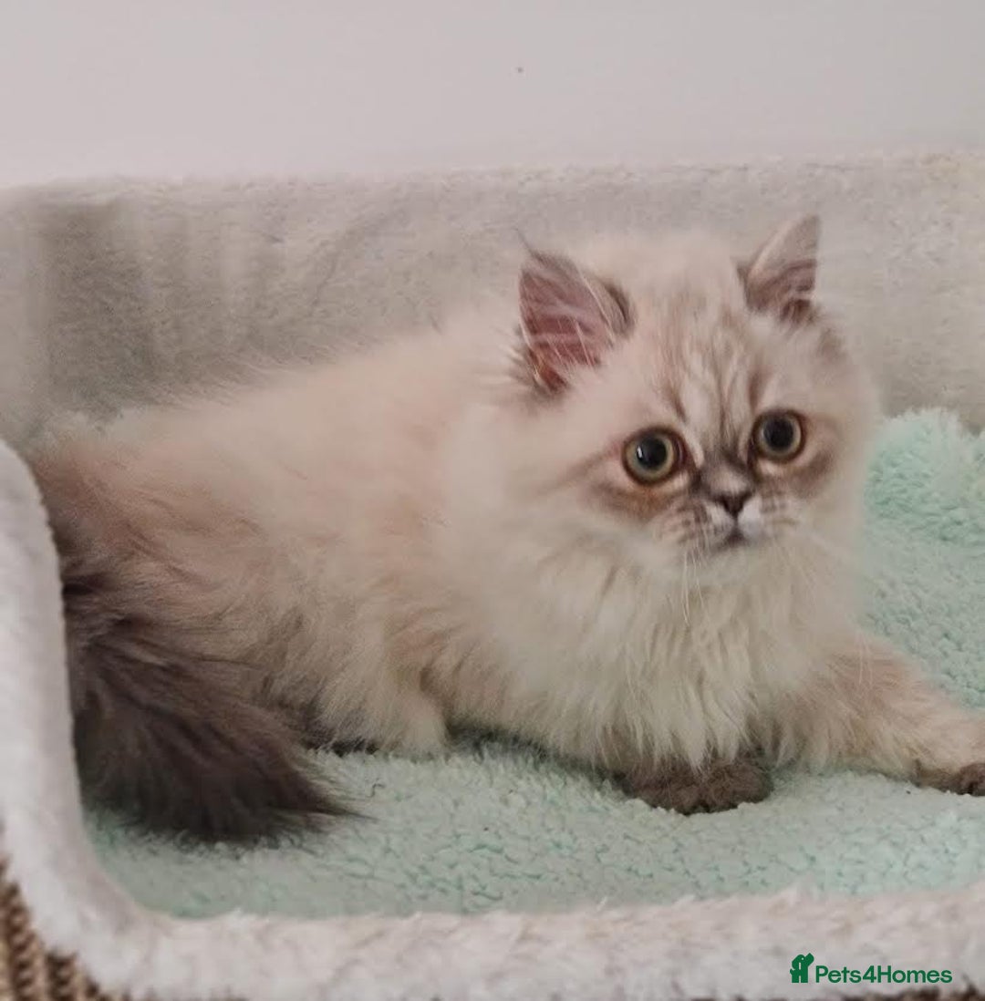 Persian cats for sale: Persian Kittens Looking For New Home - Image 7