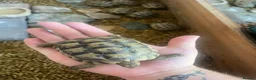 Tortoise reptiles for sale: Spur Thighed Tortoises  in Worthing - Advert 3