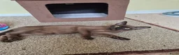 Burmese cats for sale:  Pedigree Brown Male Burmese Kitten - Advert 8