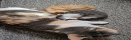 Mixed Breed cats for sale: 2 bouncy baby boys - Advert 10