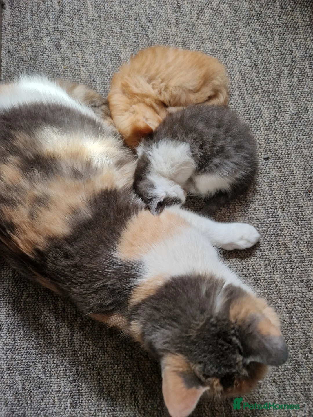 Mixed Breed cats for sale: 2 bouncy baby boys - Advert 10