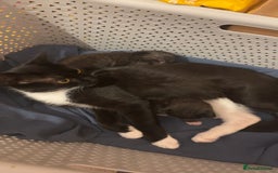 Domestic Shorthair cats for sale: 1 fluffy male kitten - Image 4