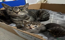 Domestic Shorthair cats for sale: 2 male kittens  - Image 5