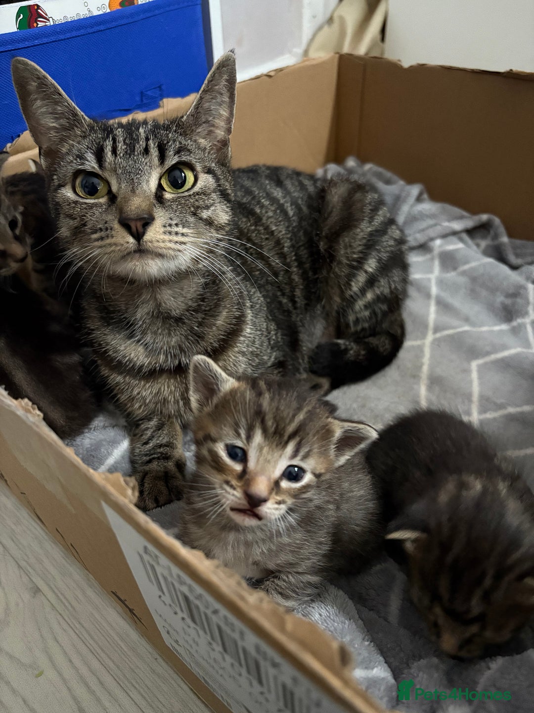 Domestic Shorthair cats for sale: 2 male kittens  - Image 5
