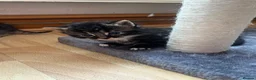 Mixed Breed cats for sale: Beautiful bengal x  - Advert 15