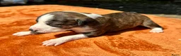 Lurcher dogs for sale: Lurcher saluki greyhound beddlington whippet - Advert 2