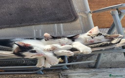 Domestic Shorthair cats for sale: 3 Adorable Kittens - Image 2