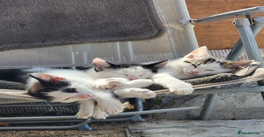 Domestic Shorthair cats - Advert 6