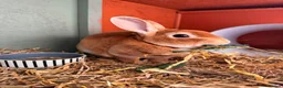 Rex rabbits for sale: Orange Doe ”Poppy”  - Advert 6