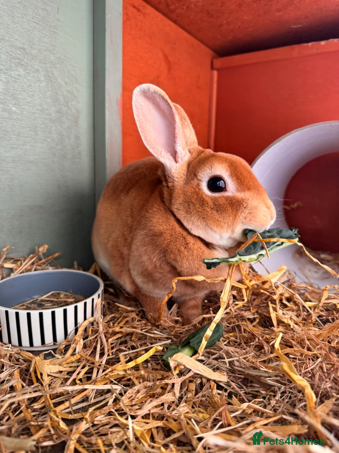 Rex rabbits for sale: Orange Doe ”Poppy”  - Advert 6