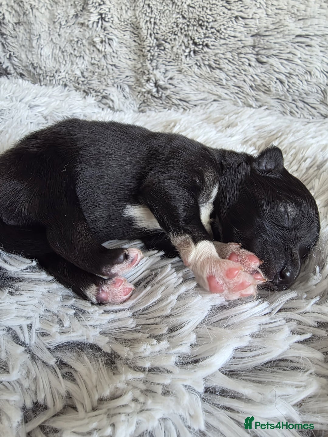 Pomsky dogs for sale: Perfect Female pomsky blue eyes - Advert 7