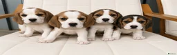 Beagle dogs for sale: Beautiful KC Registered Beagle’s  - Advert 2