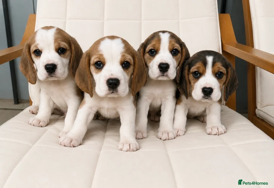 Beagle dogs for sale: Beautiful KC Registered Beagle’s  - Advert 2