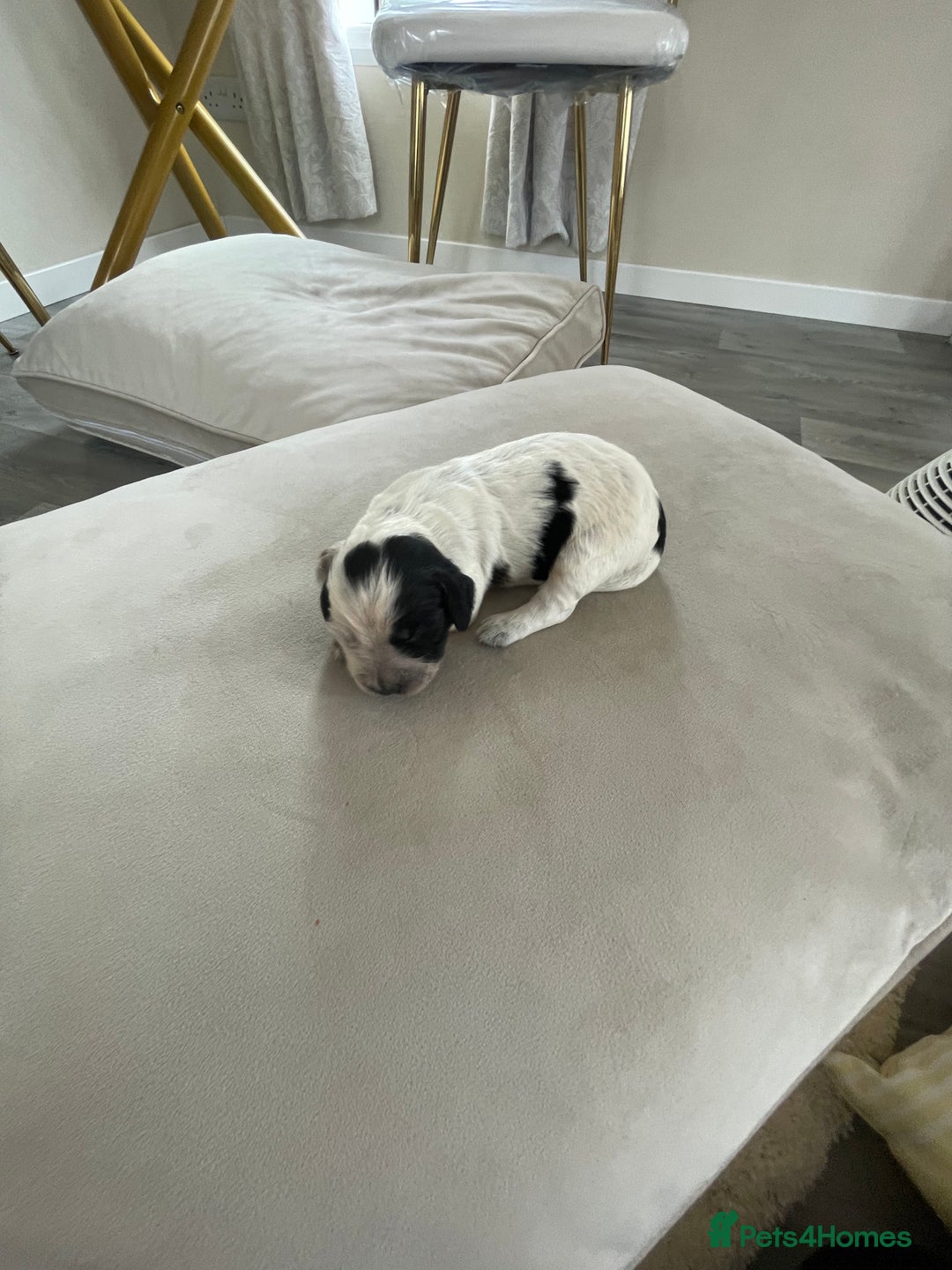 Cocker Spaniel dogs for sale: Healthy puppies - Image 8