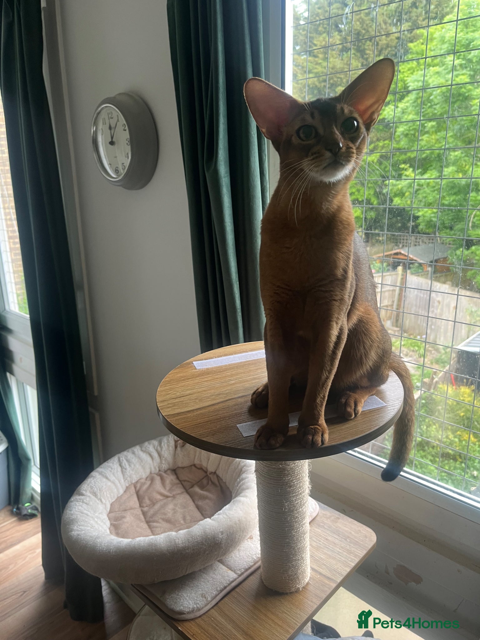 Abyssinian cats Gorgeous Abyssinians cats - Advert 2
