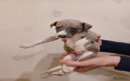 Whippet dogs for sale: Beautiful KC Reg Whippet Puppies - Advert 34